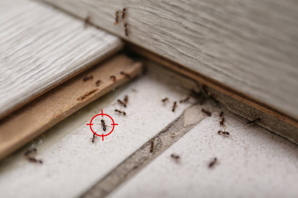 Best Pest Inspection Near Me  in Sunnyvale, CA