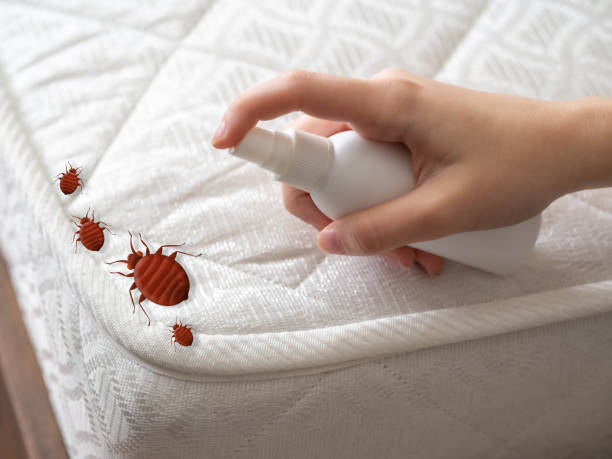 Best Ant Control Services  in Sunnyvale, CA